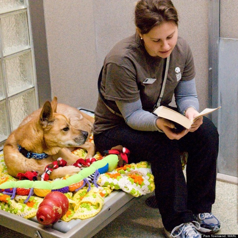 reading a book to a dog