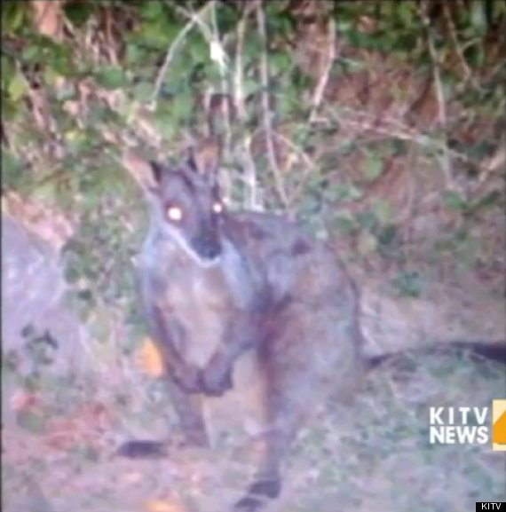 rock wallaby