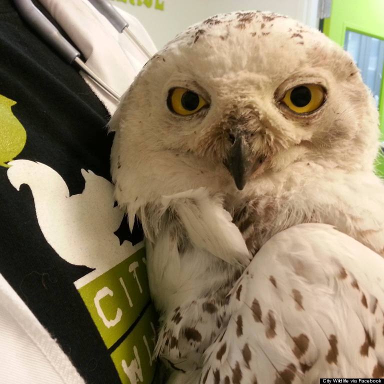 snowy owl