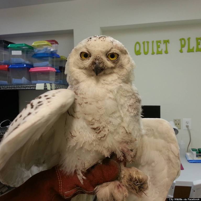 snowy owl