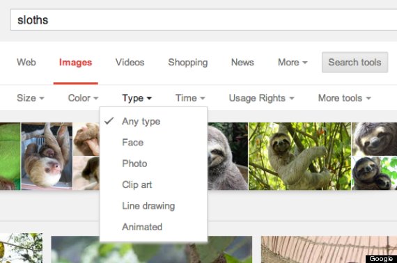 sloth image search