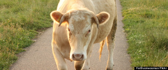 cow