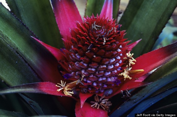 pineapple bloom