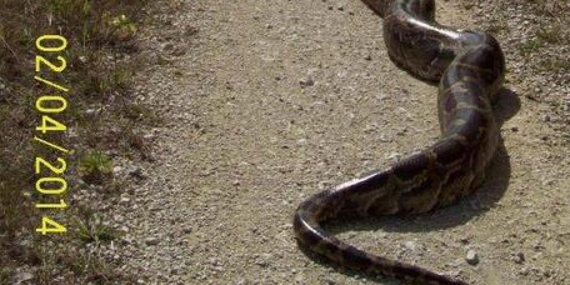 This massive invasive python could challenge florida s record huffpost