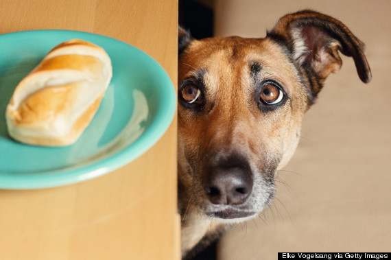 dog in the kitchen