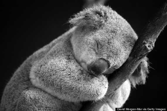 koala sleeping