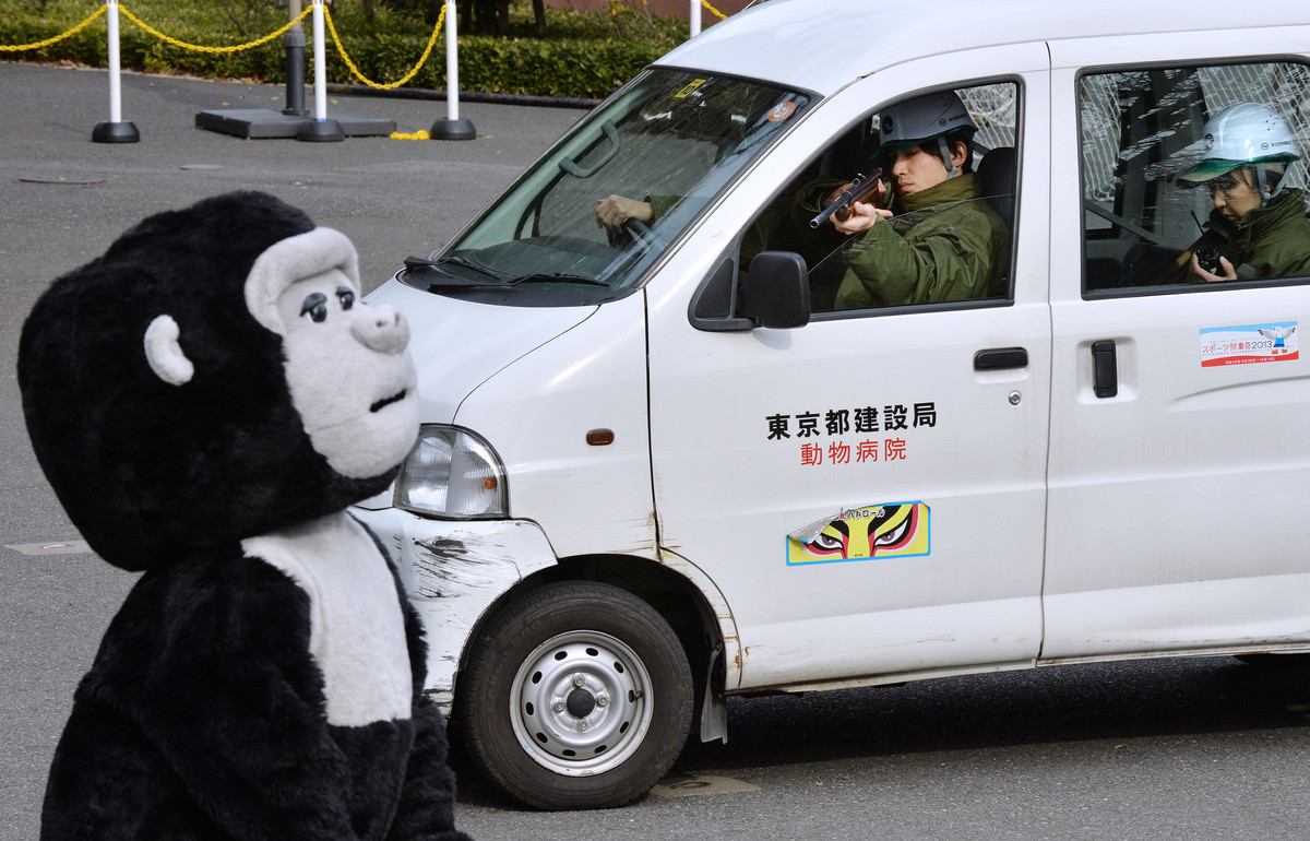 gorilla zoo escape