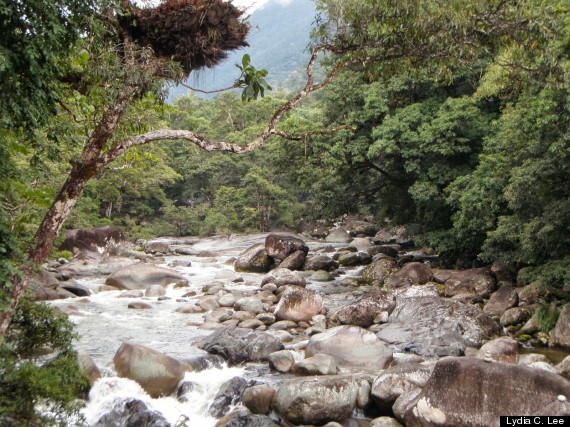 daintree