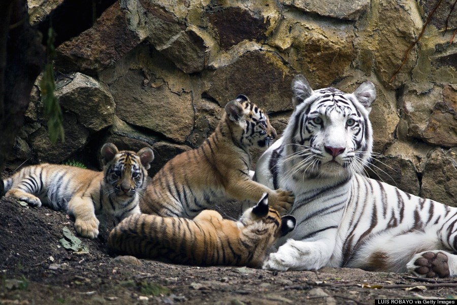 bengal white tigress
