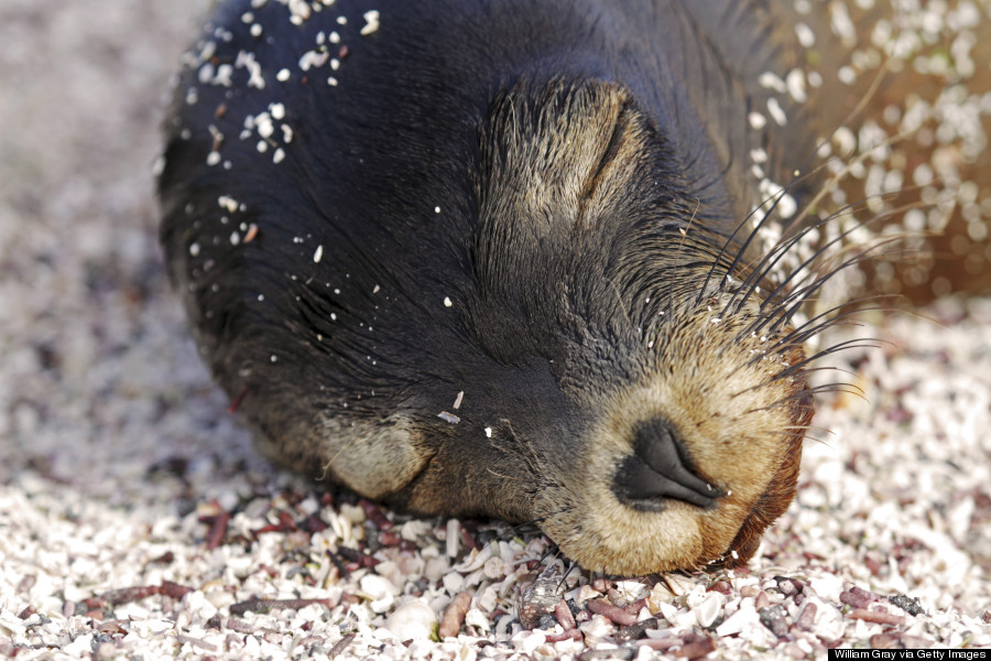 seal pup sleeping