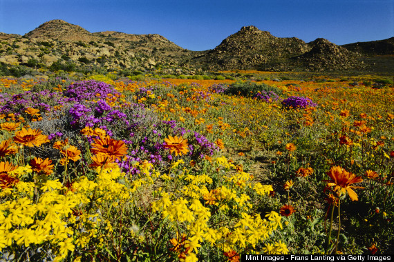 namaqualand