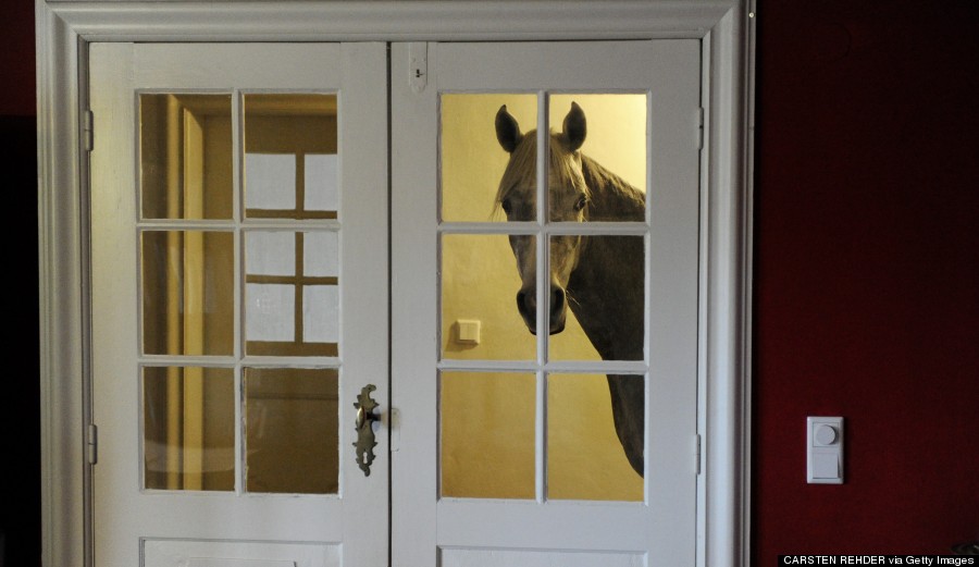 horse in house