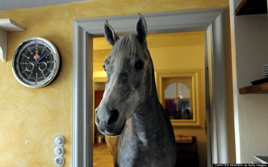horse in house