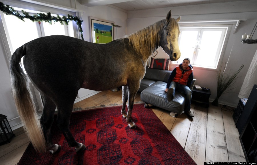 horse in house