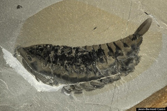 leoncholid fossil
