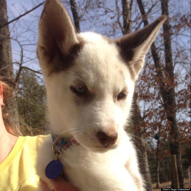 deaf husky