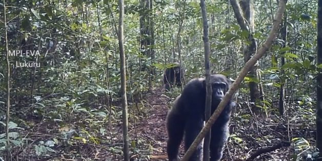 Chimpanzee 'Mega-Culture' Discovered In Remote Congo Forest Might Be ...