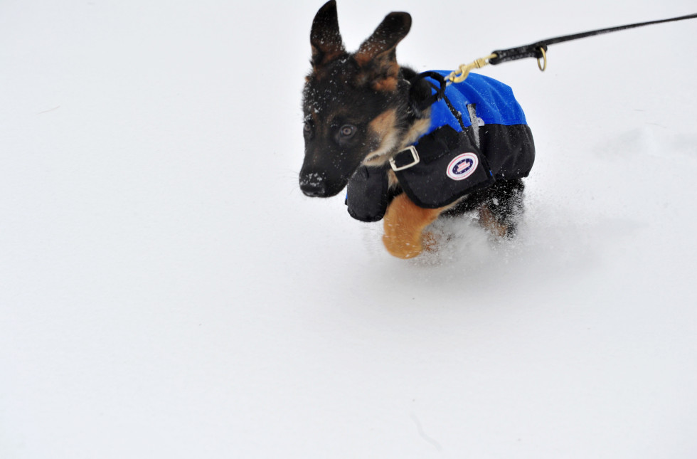 dc dog snow 2014