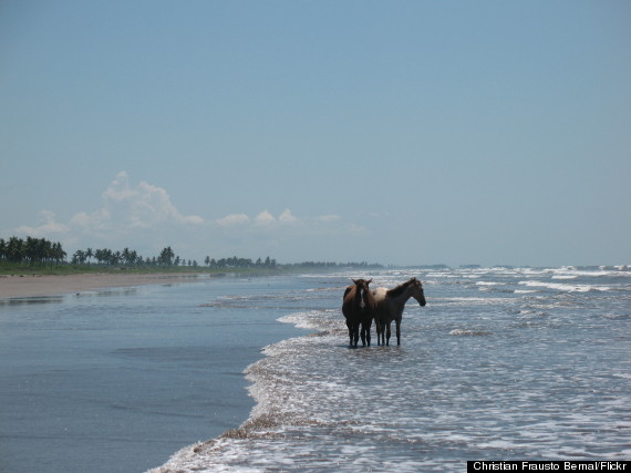 playa novillero mexico