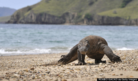 komodo dragon