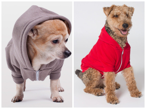 american apparel dog hoodie