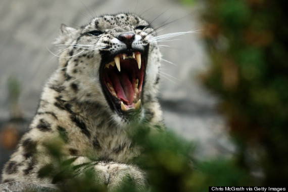 snow leopard