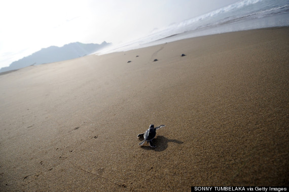 baby sea turtle