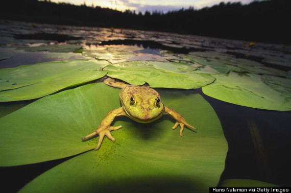 frog on a lily pad