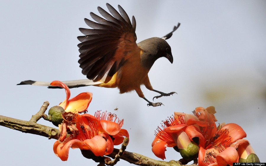 rufous treepie