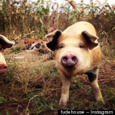 happy pigs