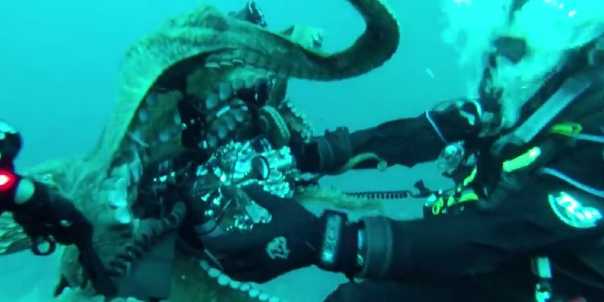 Octopus Steals Camera To Take A Few Cephalopod Selfies (VIDEO) | HuffPost