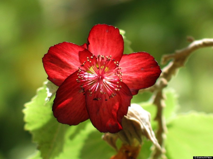 abutilon menziesii