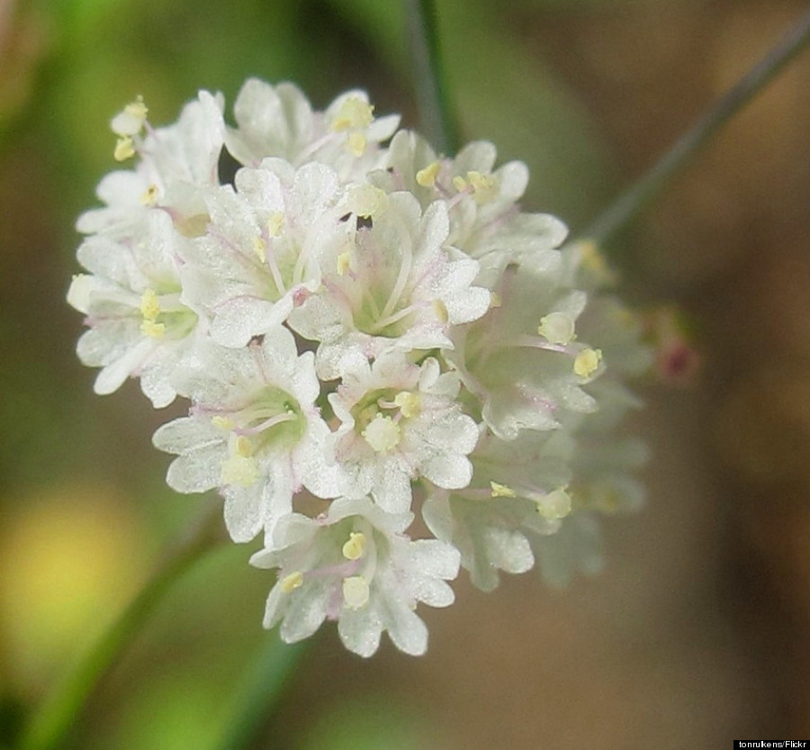 boerhavia repens