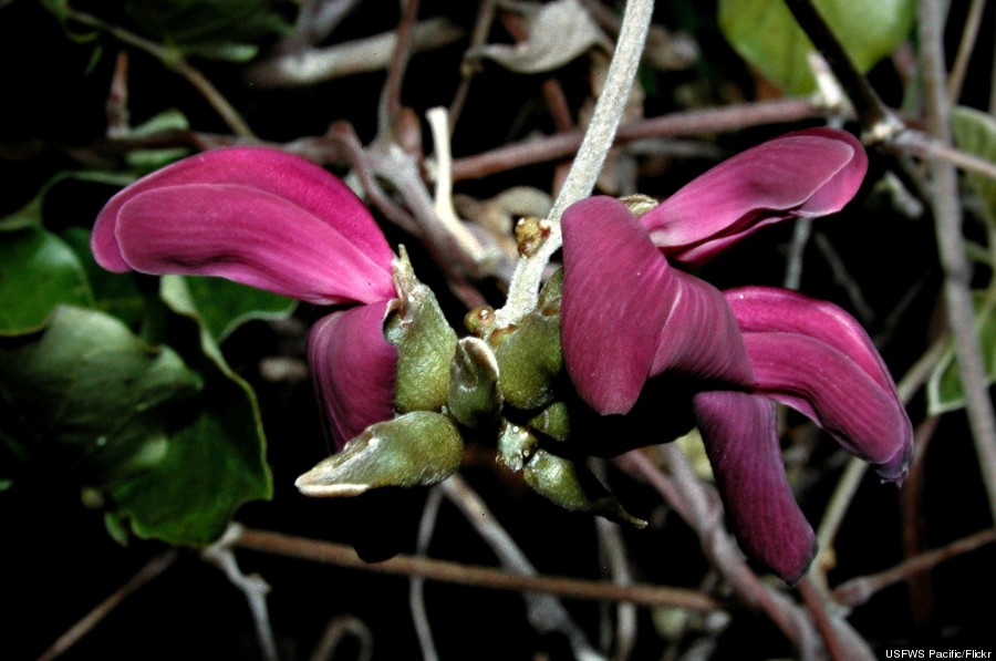 canavalia pubescens