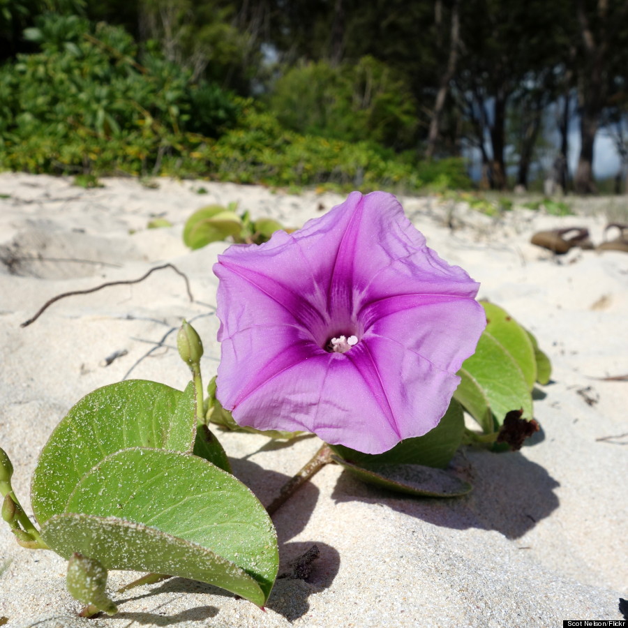 ipomoea pes caprae