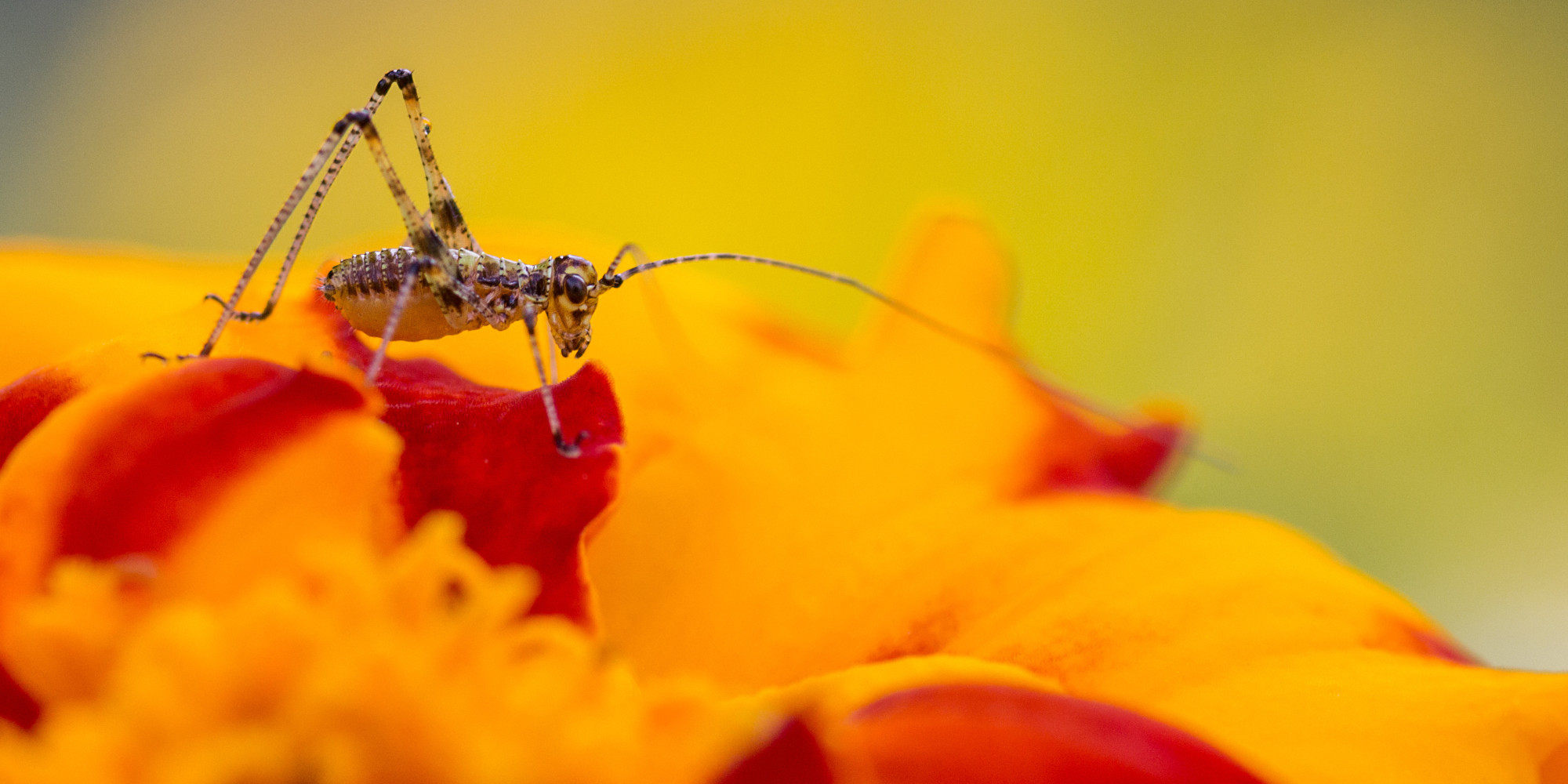 Beauty Of Pollination | Louie Schwartzberg: The hidden beauty of ...