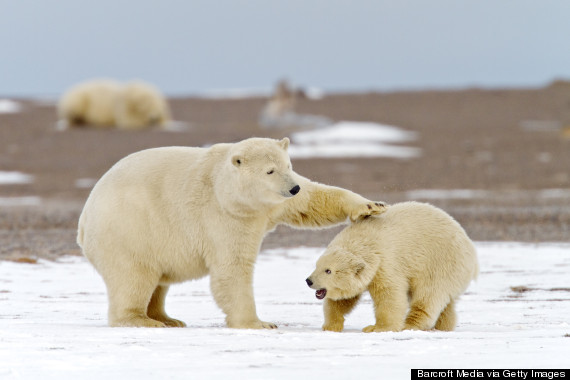 polar bears anwr