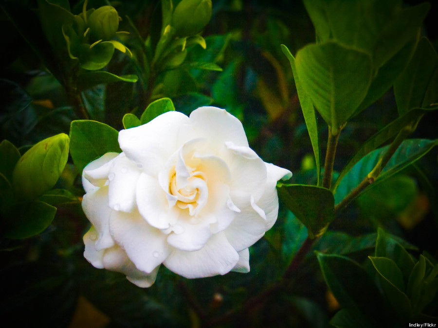 hawaii gardenia