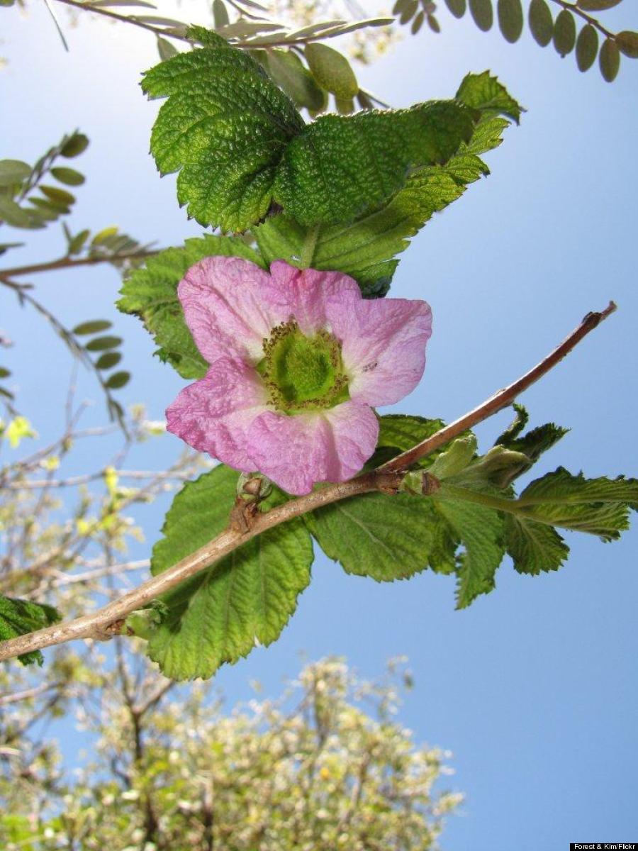 akala flower