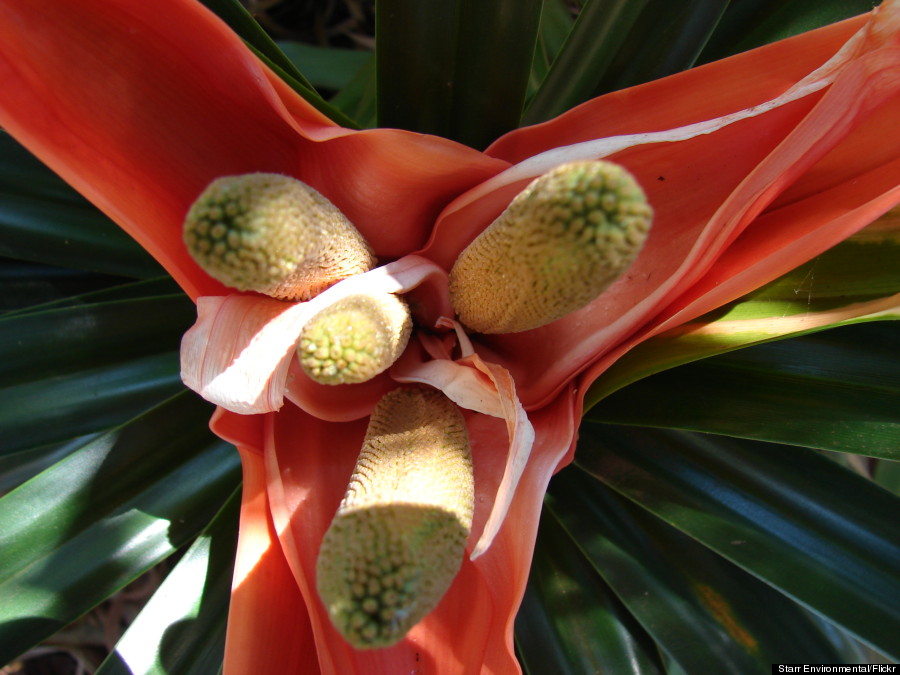 freycinetia arborea