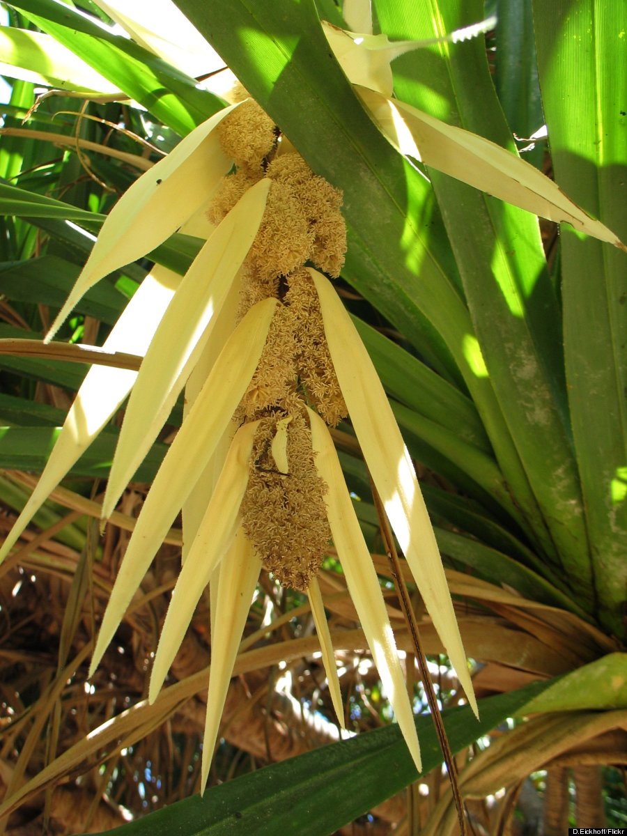 pandanus tectorius