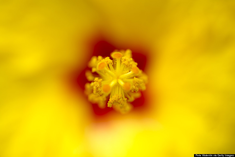 hibiscus brackenridgei