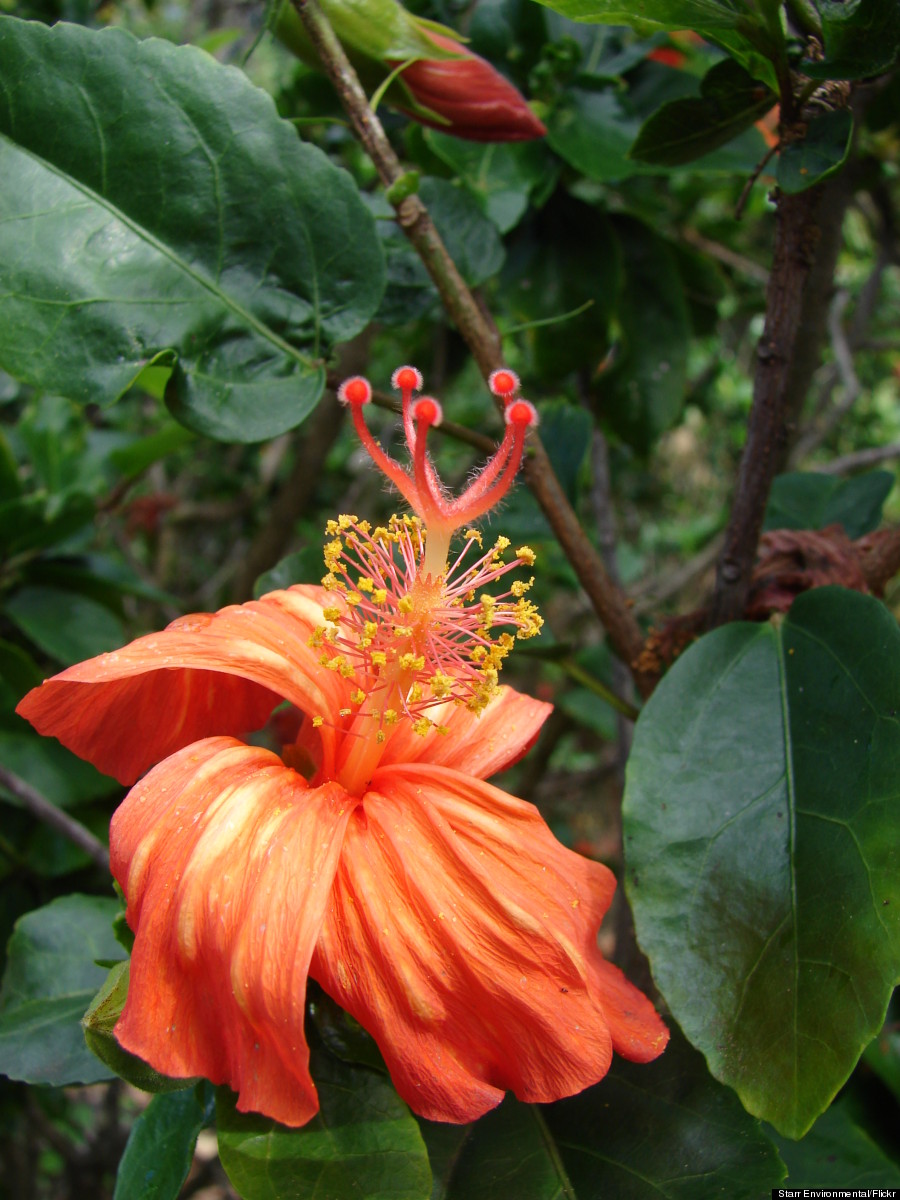 hibiscus kokio