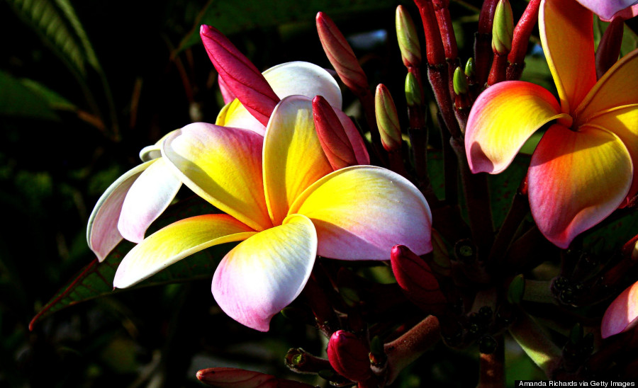 Hawaii's Flowers Are As Intricate And Alluring As Their Names | HuffPost