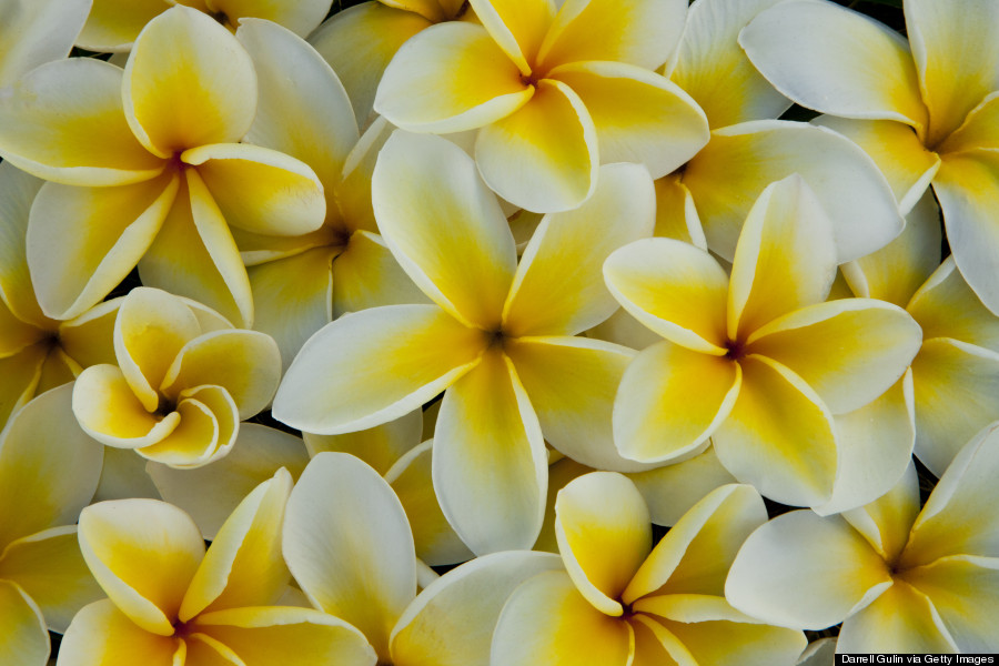 Hawaii S Flowers Are As Intricate And