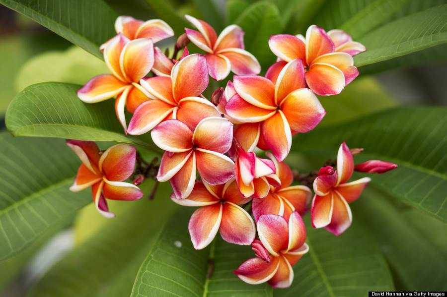 plumeria