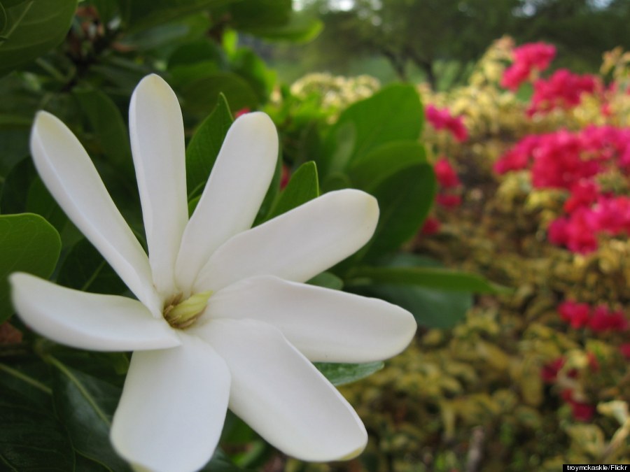 hawaii gardenia