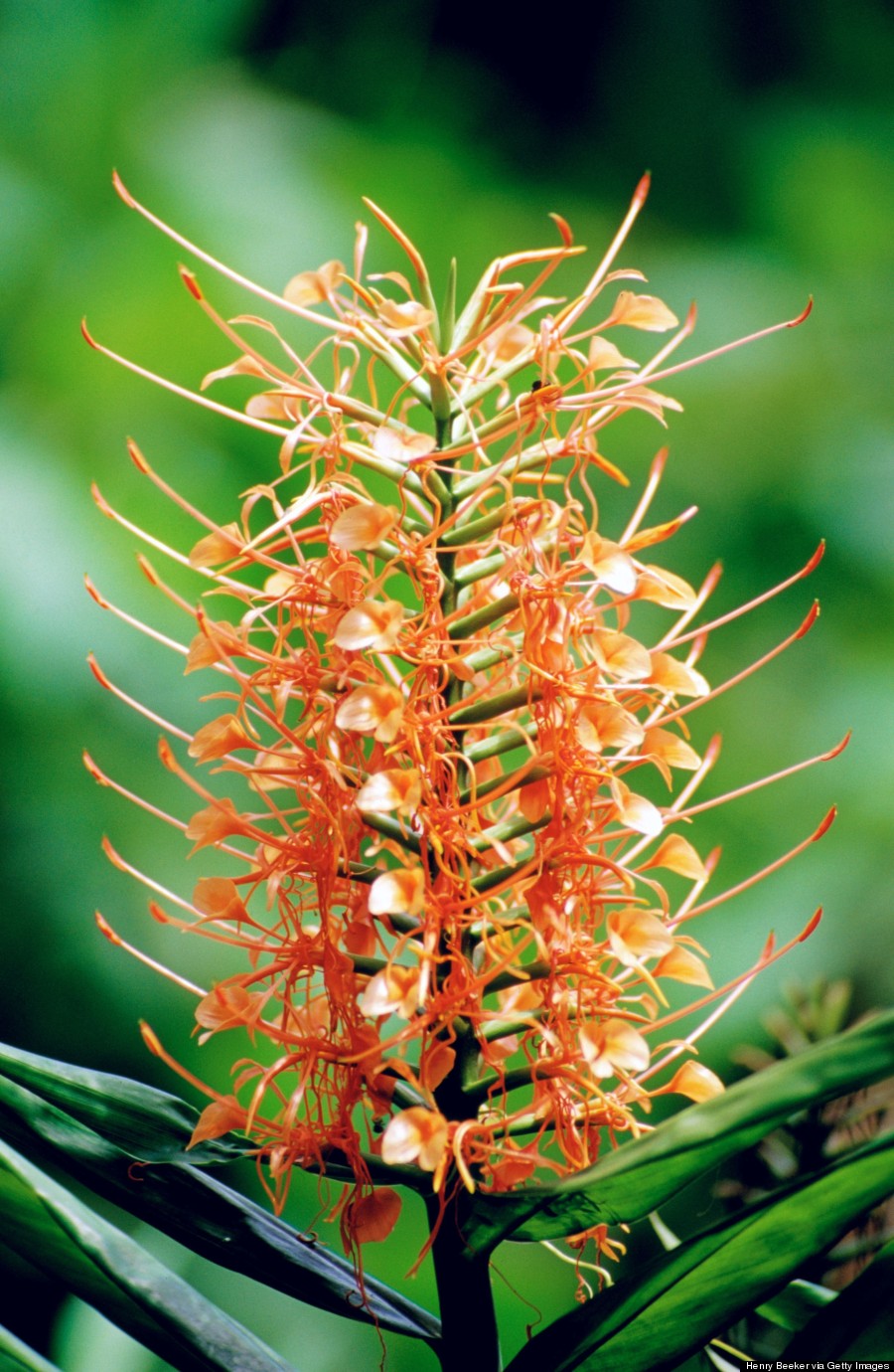 hedychium gardnerianum