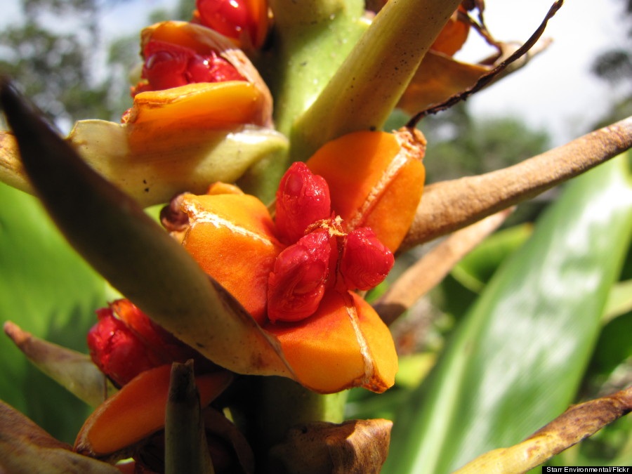 hedychium gardnerianum