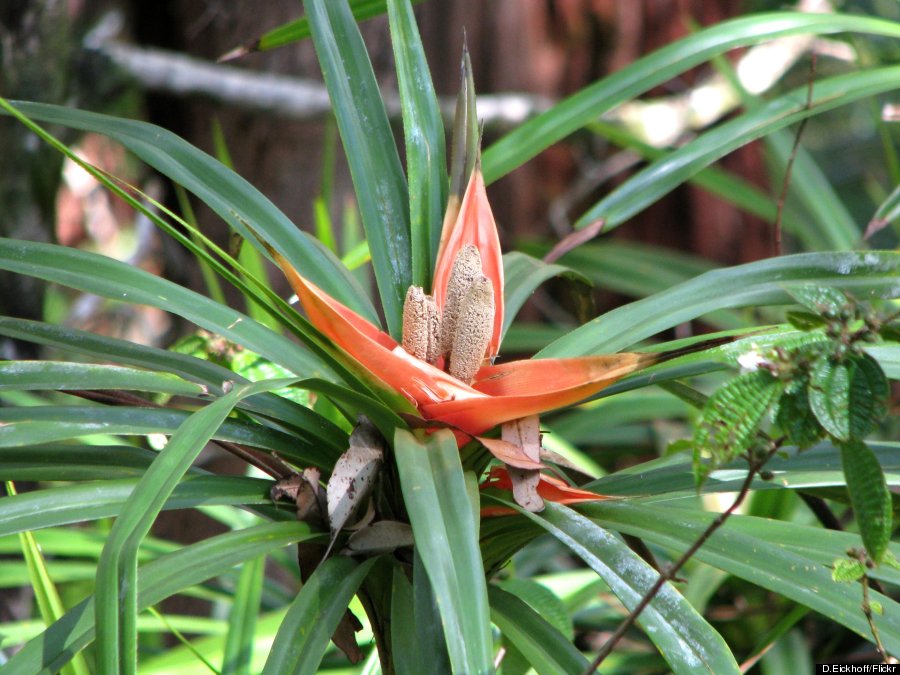 freycinetia arborea